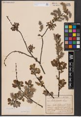 Foto von Salix aurita L.